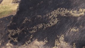 High angle of many burnt trees. Area turned into ash because of global warming. Damage caused by the fire. Climate change problems. Drone video in 4K.