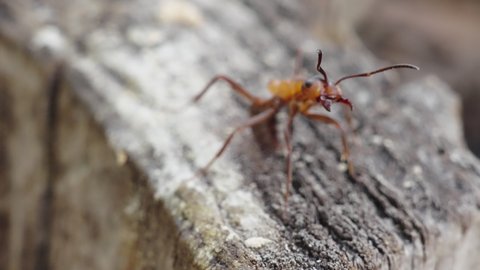 Macro shot of a wood ant (Formica rufa) sitting upright on an old tree stump with open mandibles.