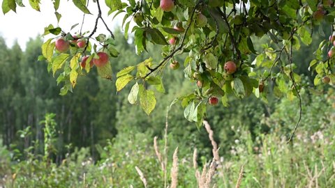 Branch with red apples in the wind . Fruit hanging on a tree. Garden apples. Harvest. Prolific trees. Apple saved. The branch sways in the wind