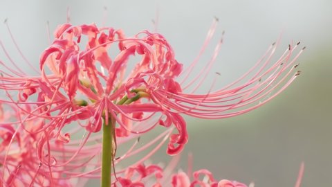 Red Spider Lily or Cluster Amaryllis Flowers Blooming in The Garden, Autumn or Fall Background, Higanbana