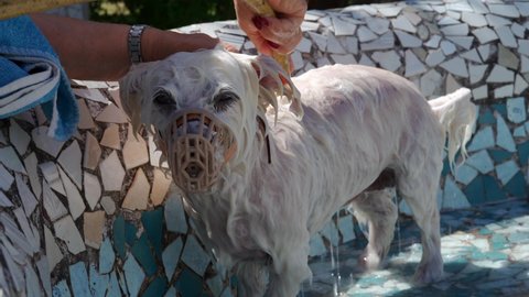 4k video of senior woman bathing her bichon maltese dog