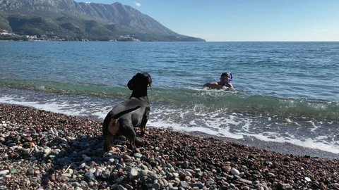 Man in fins and with diving mask splashes water on funny dachshund dog running on shore, which is afraid to go into sea or does not want to, because water is cold. Owner is fooling around with pet.