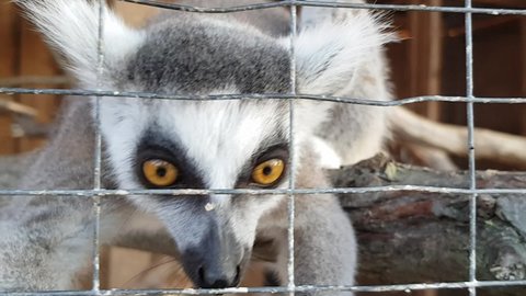 Lemur in a cage close-up. Lemur close-up
