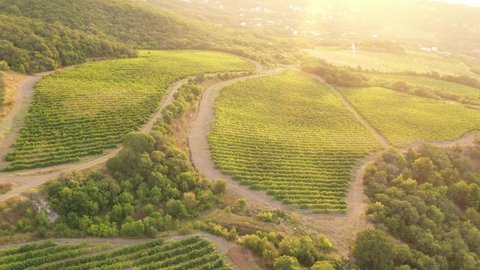 Vineyards, grapes field, vine on plantation. Harvest season. Agricultural field in green even rows. Argentina Chile wine culture production. Sun dawn cinematic rays bright. Aerial drone view video