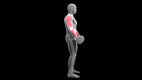 This 3d animation shows an x-ray man performing  biceps curls with dumbbells