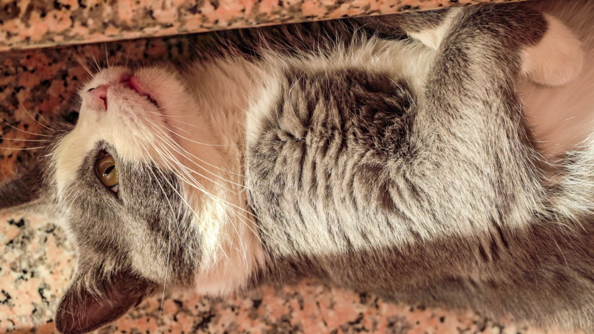 White Cat laying on the Stairs image - Free stock photo - Public Domain ...