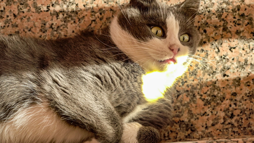 Cute grey cat rolls on the stairs