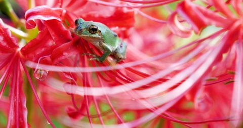 Cute small Japanese tree frog on the red spider lily