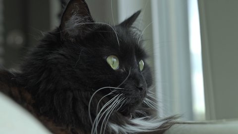 Black and white Tuxedo Ragdoll Cat sits by window and looks around curiously, 4K