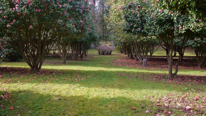 Traveling meadow with camellia trees planted on both sides of the road