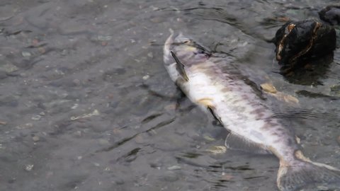 Decaying salmon floats dead in shallow river water after spawning