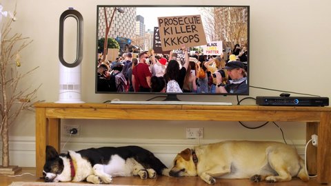 BRISBANE, QUEENSLAND, AUSTRALIA. JUNE 06 2020. BLM Demonstrators with placards on TV with two sleeping dogs underneath. Both videos shown produced by me (MWHUNT), with TV logo airbrushed out.