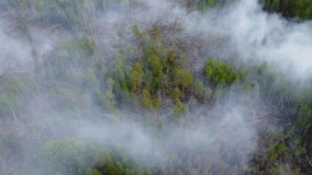 Forest and tropical rainforests jungle deforestation. Human-driven and natural loss of trees which affects wildlife, ecosystems, weather and climate. forest wildfires aerial view, climate change