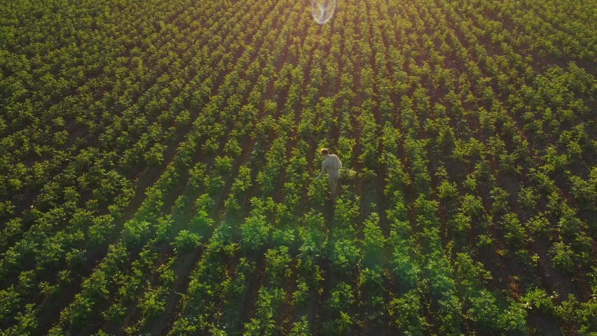 rows of potato plants aerial view, beautiful sunset above potato field. agriculture industry potato crop. beautiful green landscape aerial view. potato field in summer. agriculture background aerial. Royalty-Free Stock Footage #1079634383