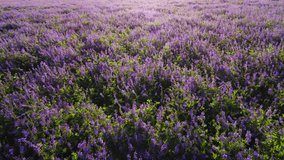 beautiful landscape - purple flower field aerial view. romantic, dreamy and inspiring video