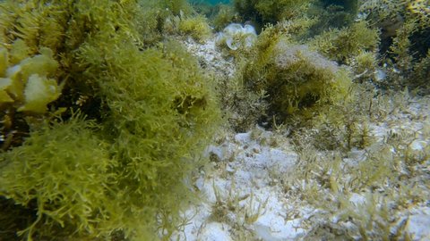 Moray eel peeking out of algae. Snowflake moray or Starry moray ell (Echidna nebulosa). Slow motion