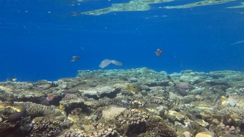 Slow motion, Colorful tropical fishes swims above top coral reef onin the shallow water. Underwater life in the ocean. Camera slowly moving forwards approaching a coral reef in sunlight