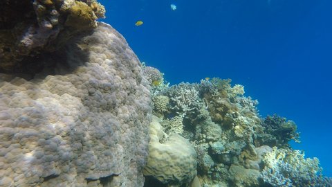 Slow motion, Colorful tropical fishes swims near beautiful coral reef on the shallow water. Underwater life in the ocean. Camera slowly moving forwards. Slow motion