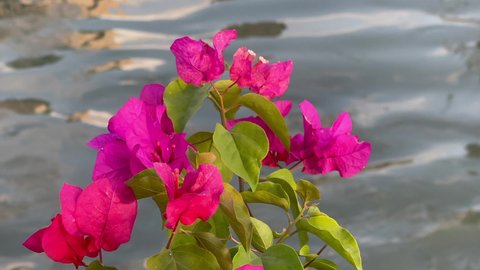 Pink flowers and leaves rustling in the wind by the flowing river