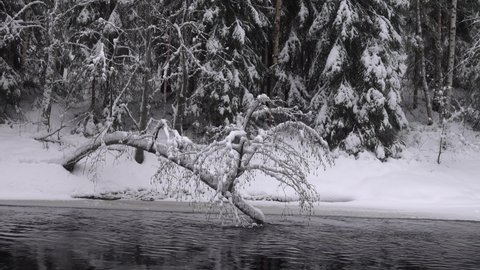 The alder sank into the river. Snow-covered northern forest