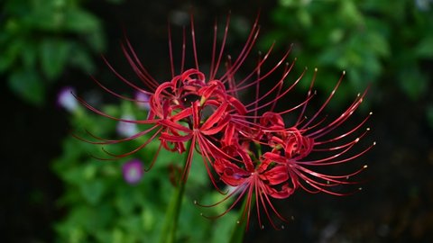Cluster amaryllis in the park
