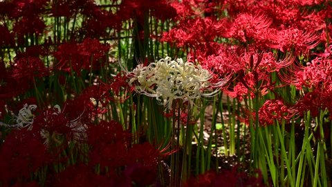 Cluster amaryllis in the park