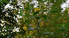 Jerusalem artichoke Helianthus tuberosus is a wild yellow flower medicinal plant in the field. Video.