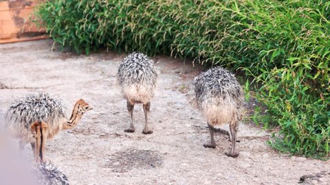 Baby ostriches walking on the farm.