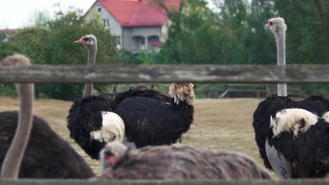 Beautiful ostriches at ostrich farm.