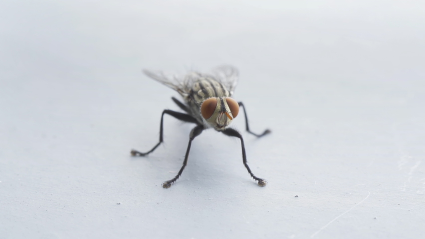 Close up of a fly with wings and legs isolated on grey background. A black insect, Animal bug.