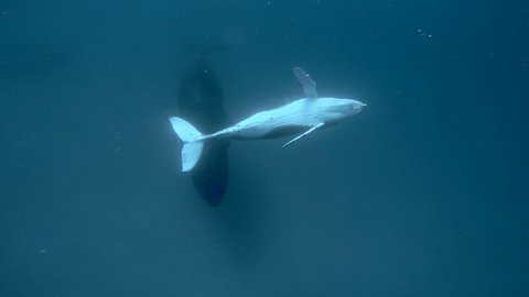 Newborn humpback whale cub swims next to mom underwater in Pacific Ocean. Megaptera Novaeangliae whale in blue water in Tonga Polynesia.