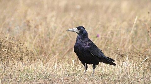 Rook bird (Corvus frugilegus)  member of the Corvidae family or crow family, standing at autumn meadow.