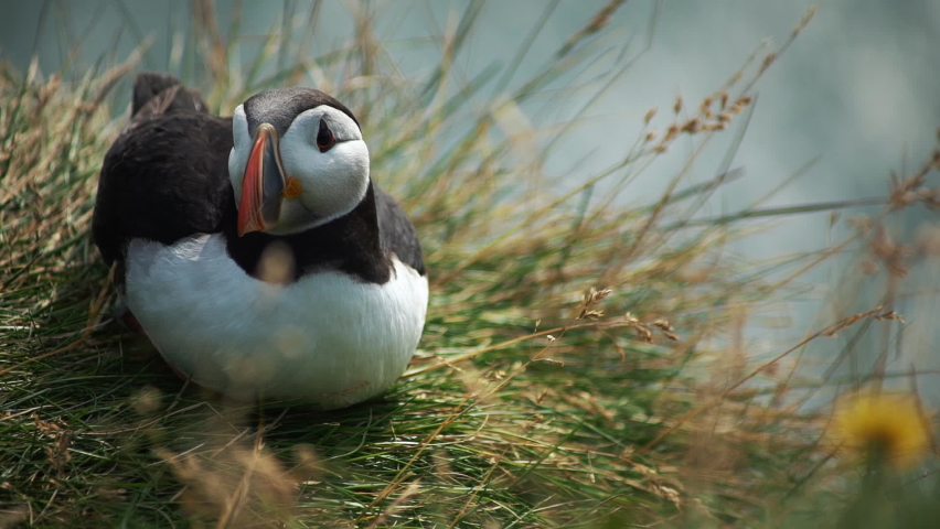 Red beak bird enjoying the place. Portrait of a northern puffin sitting on the grass near to the sea. Closeup of beautiful and watchful seabird in natural landscape. Concept of Iceland and view Royalty-Free Stock Footage #1079660309