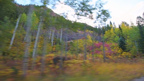 Panning, looking up low angle side pov point of view car driving at Castle Creek scenic winding curve road with red yellow aspen trees in colorful autumn on sunny day