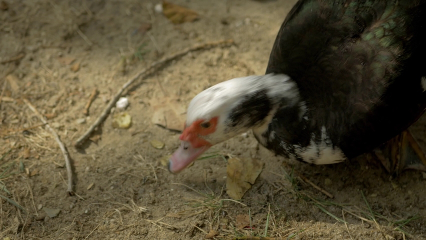 Close-up shot of wild duck searching for food