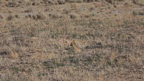 Wild fox, Great Basin NP, Nevada