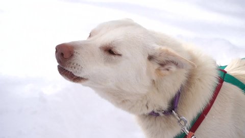 Close up of a husky dog howling on the snow on a sled in the middle of the forest