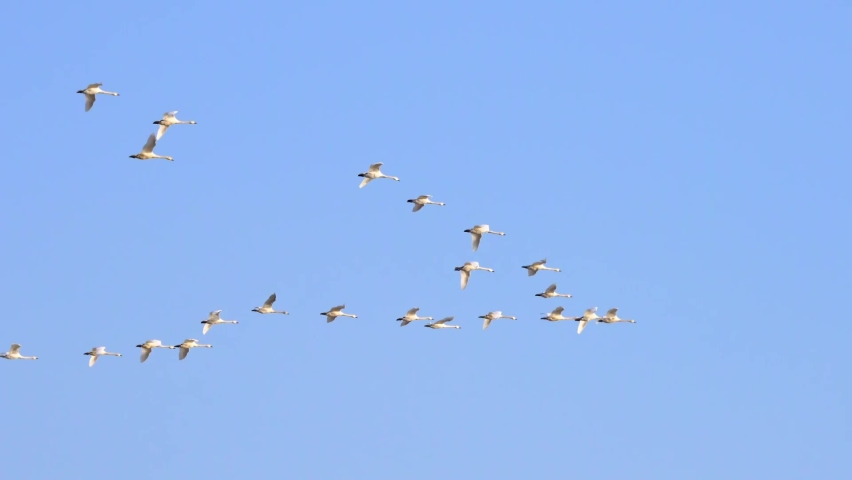 Tracking shoot of a group of wild geese lining up and flying forward in the V-shaped formation under the blue sky