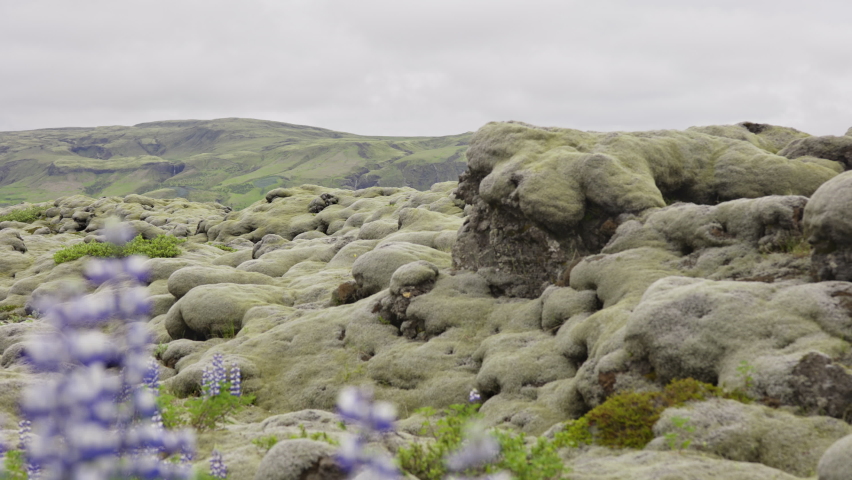 Panning Slow Motion Shot Of Lupins And Moss Covered Rocks In Landscape, Iceland