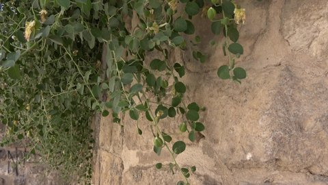 Midyat, Mardin, Turkey - 10th of June 2021: 4K Caper bush hanging from the medieval wall
