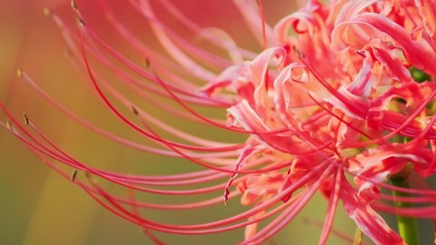 Red Spider Lily or Cluster Amaryllis Flowers Blooming in The Garden, Autumn or Fall Background, Higanbana