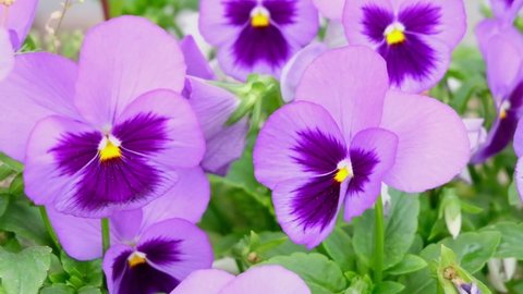 Close-up of bright purple flowers pansies moving on wind. Full HD