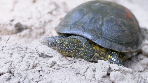 European pond turtle crawls along sandy bank of river. A large river turtle stuck head out of shell and slowly moves along sand. The powerful claws of animal pierce the loose ground in environment. Stock video