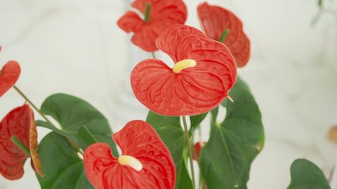 Home decorative plant anthurium, potted flower inside the house, the concept of decorating the house with fresh flowers and home garden. Red anthurium flower. 