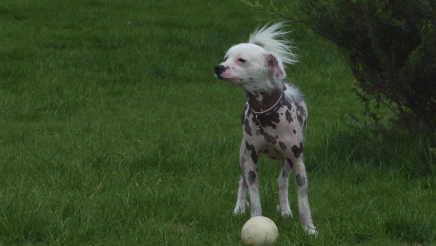 Chinese crested dog on the green lawn. The dog is sniffing something