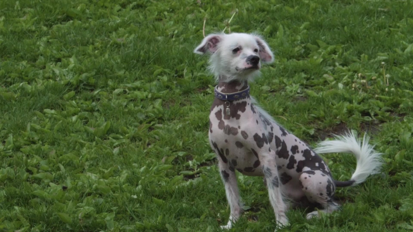 Chinese crested dog on the green lawn.