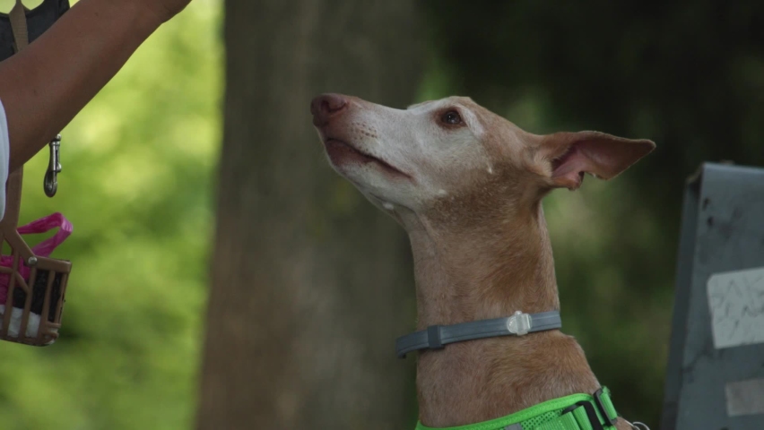 Portrait of Cirneco dell Etna dog in outdoors.