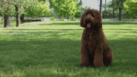 Beautiful labradoodle sits on the grass, against the background of trees