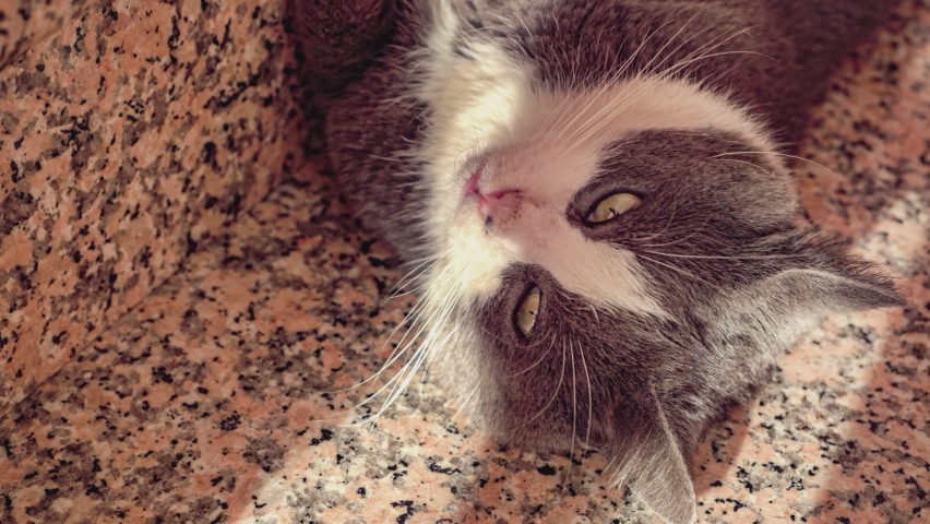 Cute grey cat rolls on the stairs