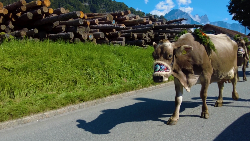 Chasing of the cows down the Swiss alps to the valley at the end of summer.